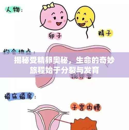 揭秘受精卵奥秘,生命的奇妙旅程始于分裂与发育