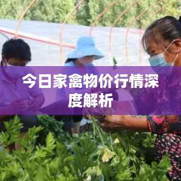 今日家禽物价行情深度解析