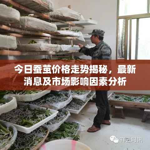 今日蚕茧价格走势揭秘,最新消息及市场影响因素分析