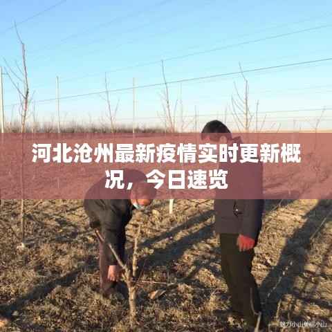 河北沧州最新疫情实时更新概况，今日速览